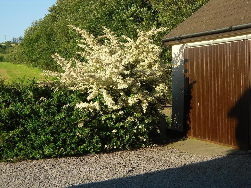 Fern Rock Bed And Breakfast Dromin Buitenkant foto